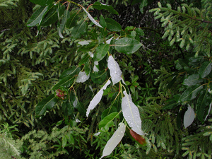 Photo By: Stephen M. Young. Photo taken: Essex County, NY on 22 July 2003